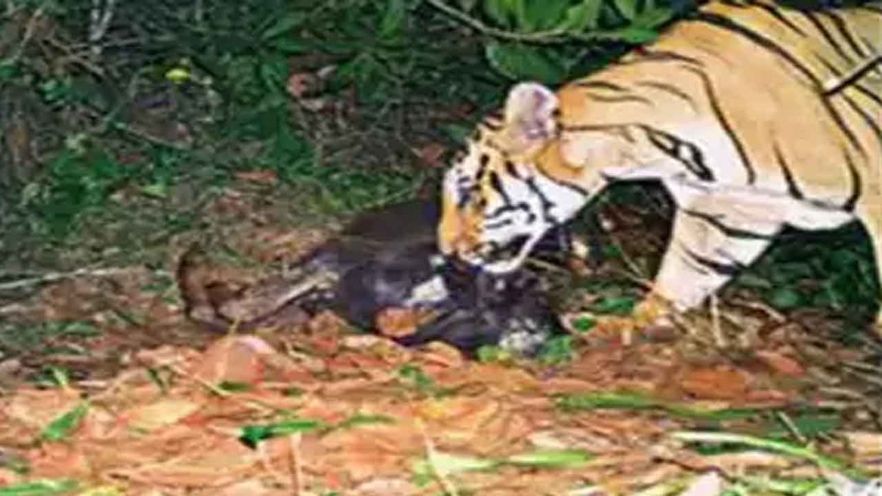 తప్పించుకు తిరుగుతున్న పులి-బౌలవాడలో ఎద్దుపై దాడి