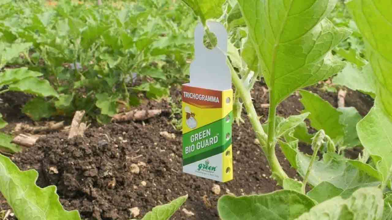 సాగులో తోడుగా.. ట్రైకోగ్రామ!