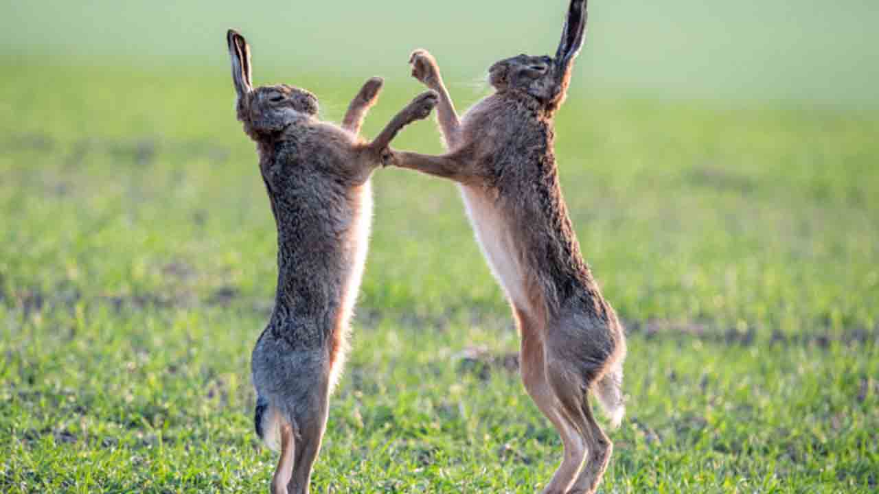 కుందేళ్లు ఎలా ఫైట్ చేస్తాయో చూశారా?.. వైరల్ అవుతున్న వీడియో