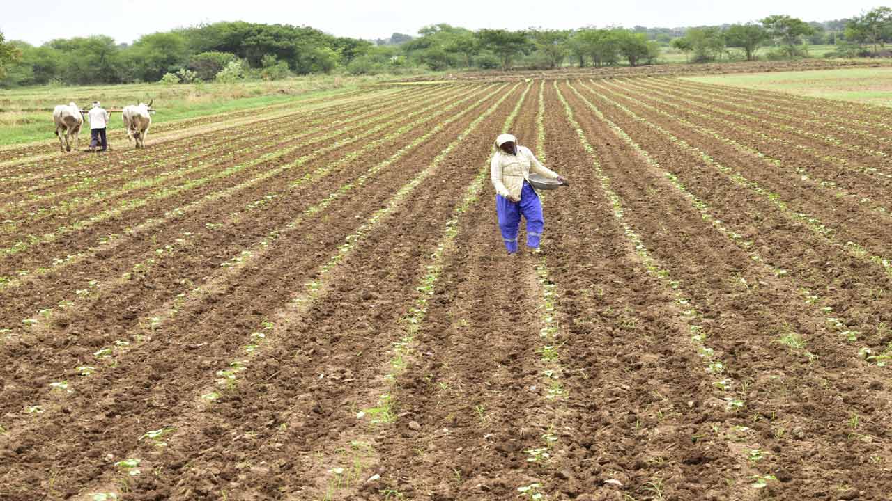 తెల్లబంగారంవైపే రైతుల మొగ్గు