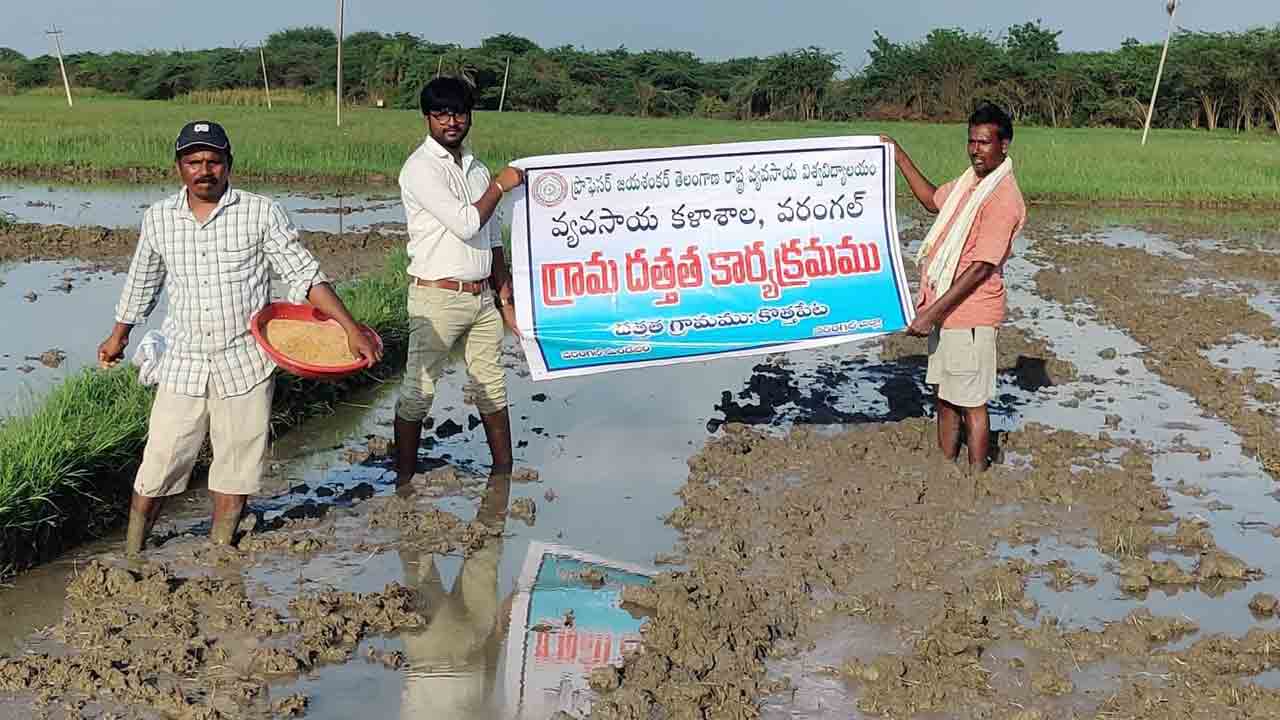 వరి సాగులో నేరుగా వెదజల్లే పద్ధతి మేలు