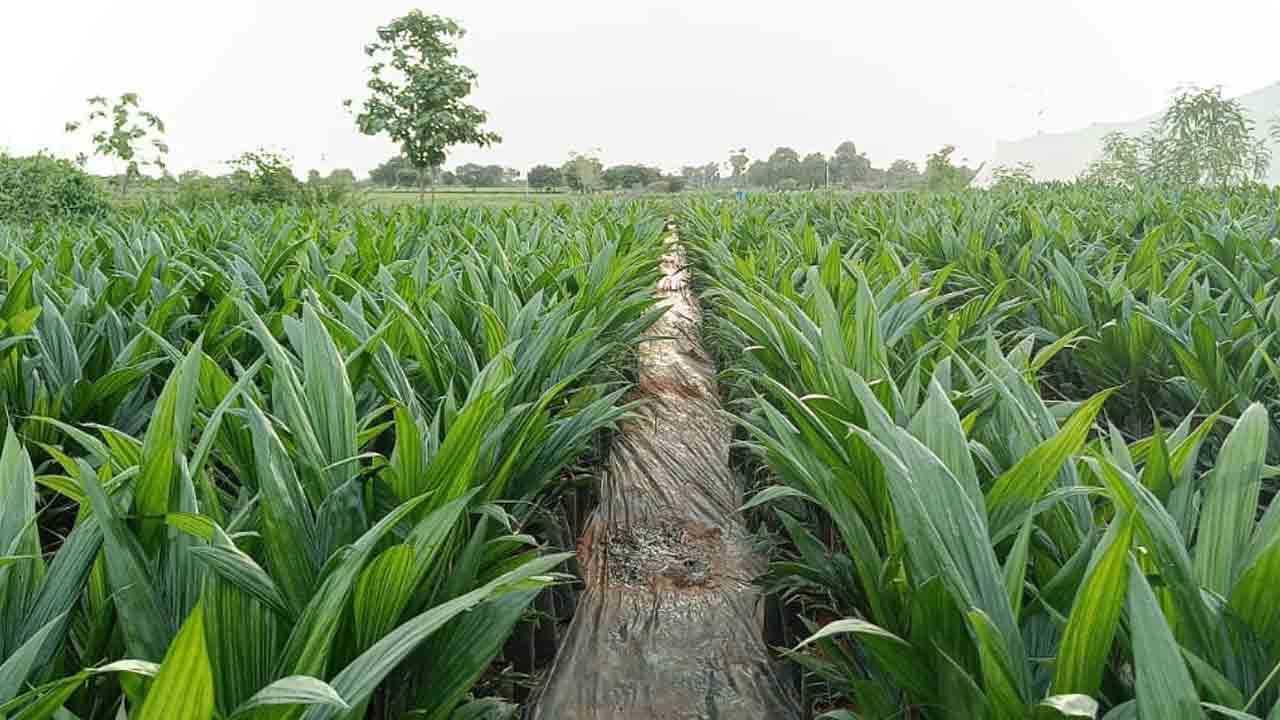 10,230 ఎకరాలు జిల్లాలో ఆయిల్‌పామ్‌ సాగు