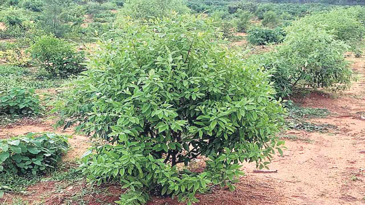 యూకలిప్టస్‌ స్థానంలో వాణిజ్య మొక్కలు