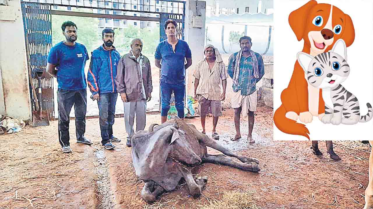 మూగజీవాలను రక్షిస్తాం