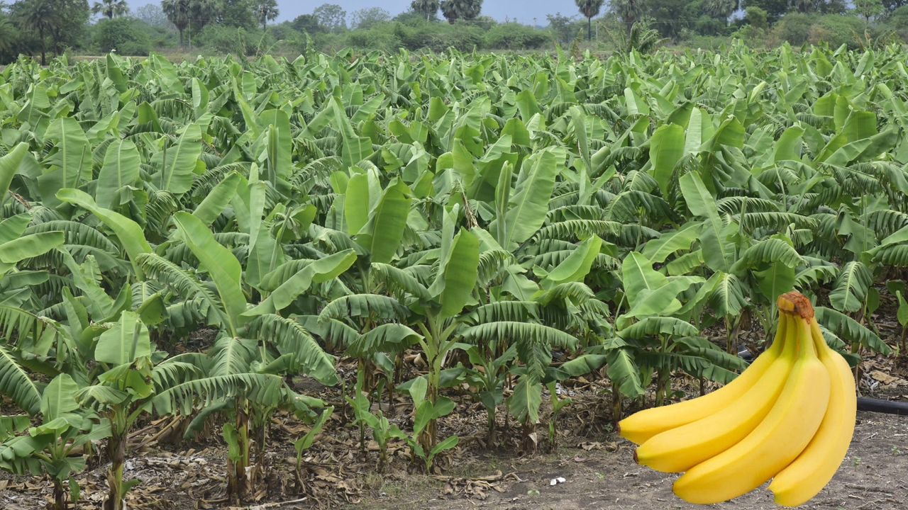 కేసీఆర్‌ మా బతుకు పంట!