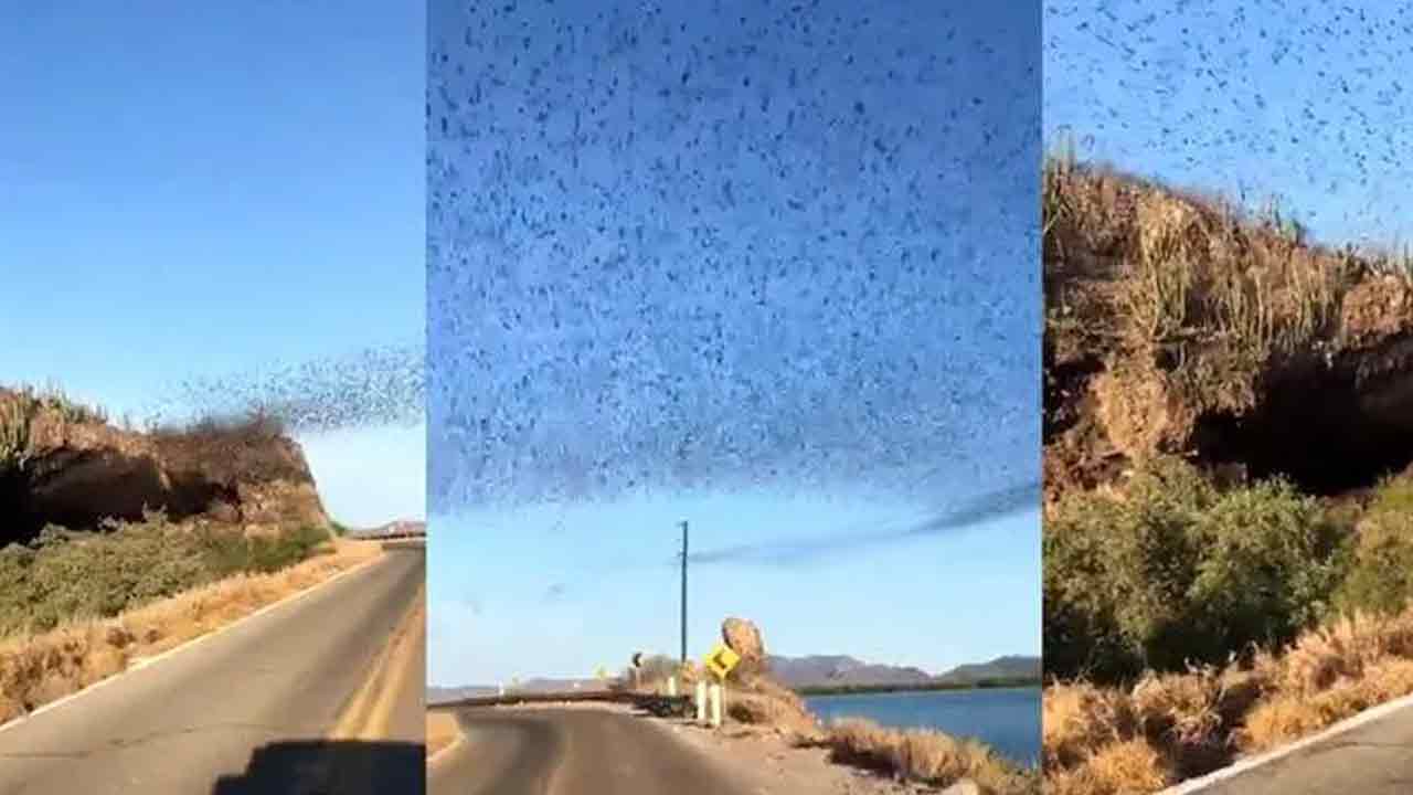 Viral video: అరుదైన దృశ్యం..ఉద‌యంపూట‌ ఆకాశంలో ఎగురుతూ క‌నిపించిన‌ వేలాది గ‌బ్బిలాలు!!