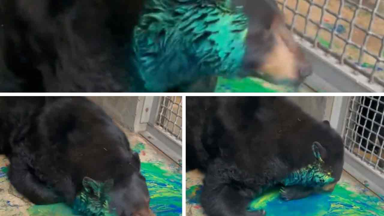 Viral video: ఎలుగుబంటి క‌ల‌ర్‌ఫుల్ పెయింటింగ్‌.. మూగ‌జీవి సృజ‌నాత్మ‌క‌త‌కు నెటిజ‌న్లు ఫిదా!!