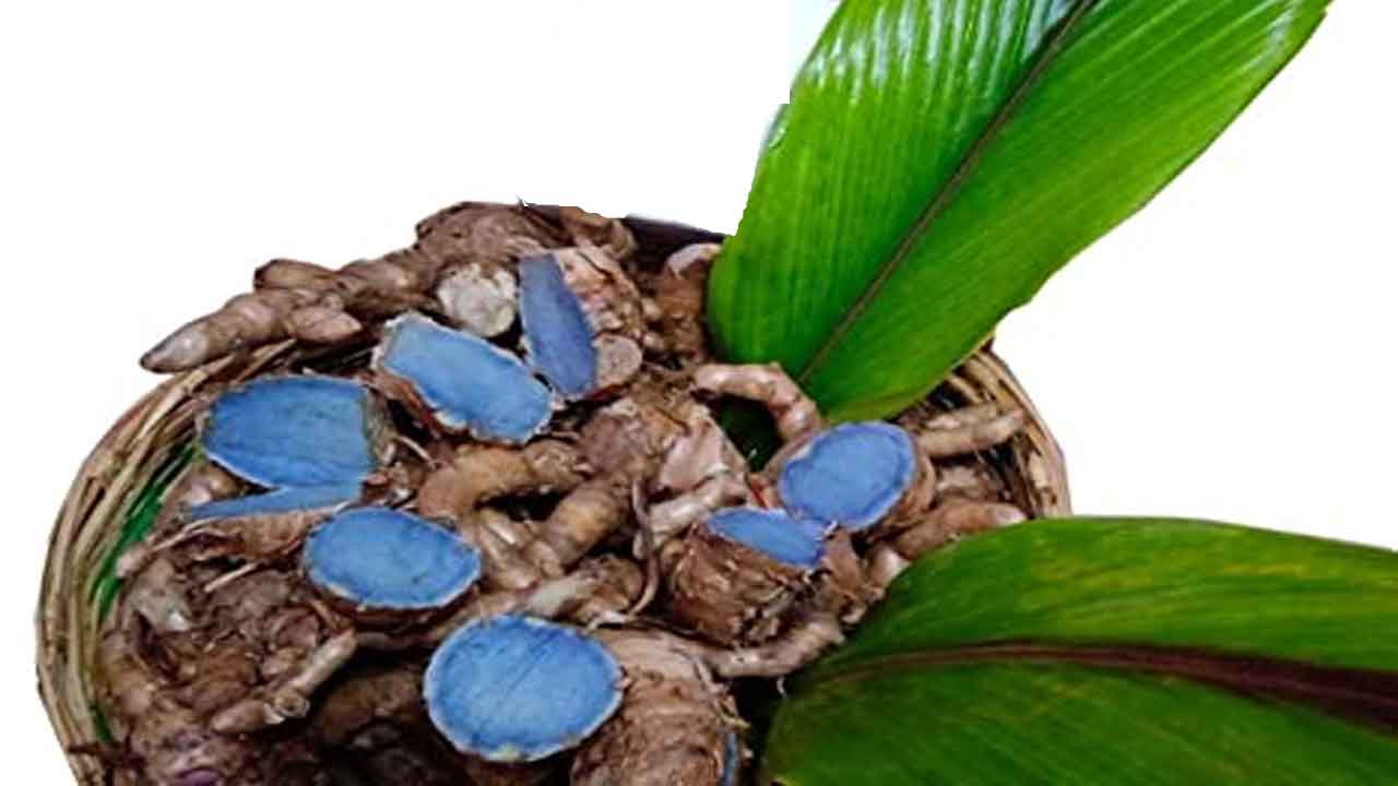 black turmeric | నల్ల పసుపు.. దీంతో ఎన్ని జబ్బులు తగ్గుతాయంటే..?