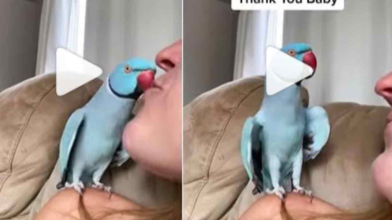 Viral Video:  నీలిరంగు చిలుక ఎంత ముద్దుగా ముద్దుగా మాట్లాడుతుందో..!!