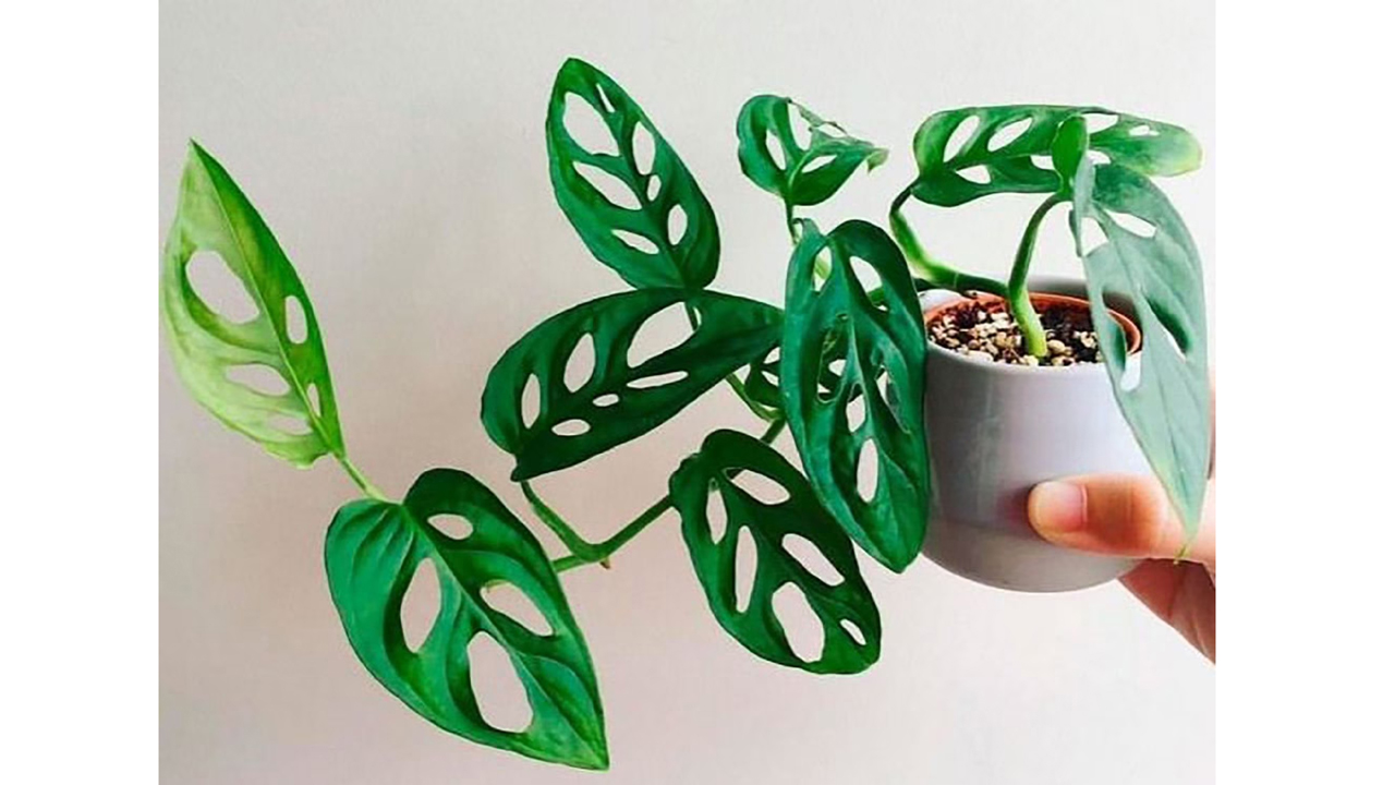 Broken Heart Plant | బ్రోకెన్ హార్ట్ మొక్క‌ల గురించి ఎప్పుడైనా విన్నారా?