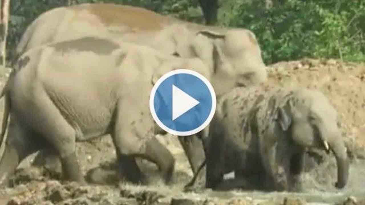 Viral Video:  పార్కులో ఏనుగులు ఆడుకునేందుకు నీటిగుంత‌లు..ఎలా ఎంజాయ్ చేస్తున్నాయో చూడండి!!