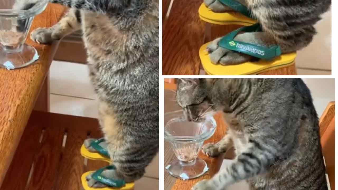 Viral Video:  ఈ పిల్లి కాళ్ల‌కు స‌రిపోయే చెప్పులు ఎక్క‌డ దొరికాయో?