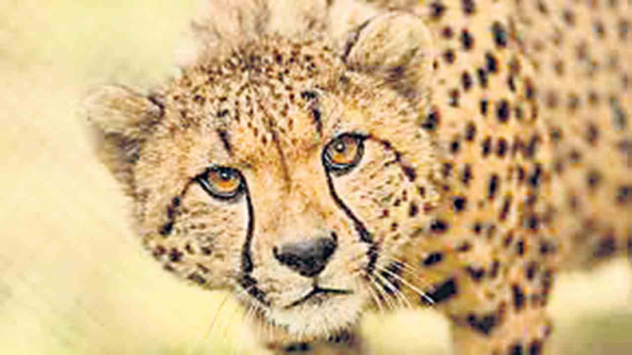 మన అడవుల్లోకి ఆఫ్రికన్‌ చీతా