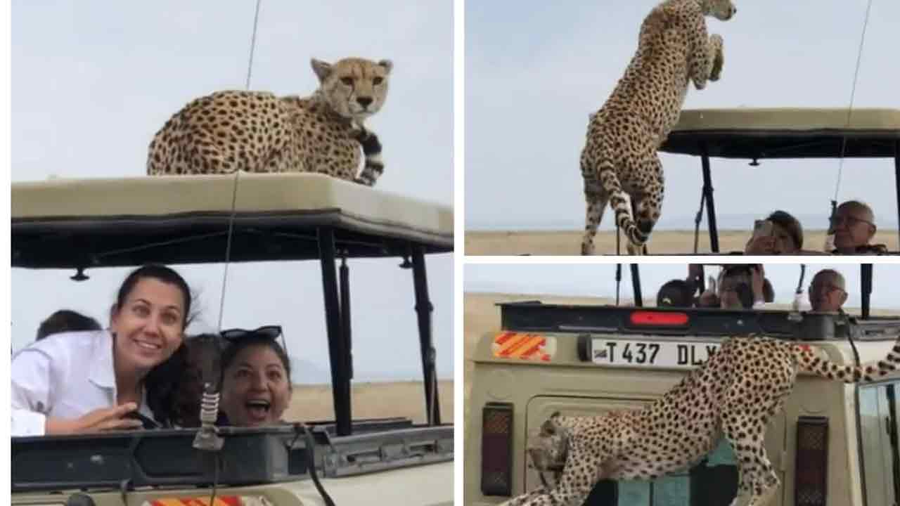 Viral Video: స‌ఫారీ వాహ‌నం రూఫ్‌పైకి చిరుత‌పులి.. ఆ త‌ర్వాత ఏమైందంటే?