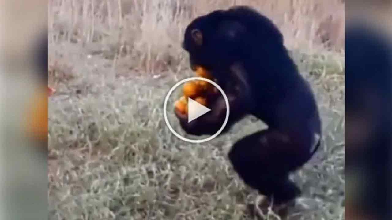 Viral Video: ఈ చింపాంజీకి ఎంత అత్యాశ‌నో.. అన్నీ మ‌నిషి బుద్ధులే వ‌చ్చాయ్‌!!