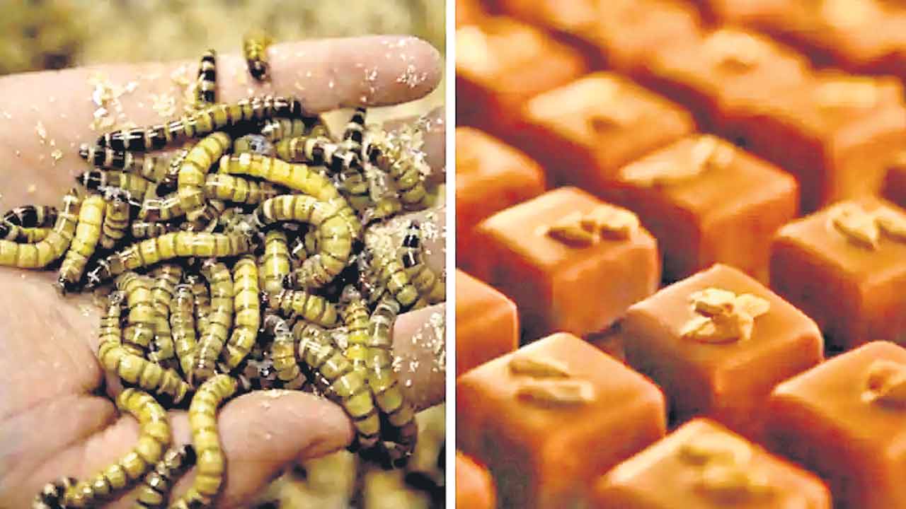 పురుగులతో బిస్కెట్లు, చాక్లెట్లు