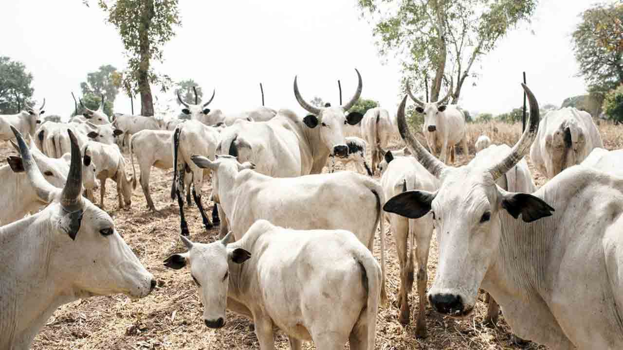 సిరిసిల్ల జిల్లాలో విషాదం.. మేతకు వెళ్లి 80 పైగా ఆవులు మృతి