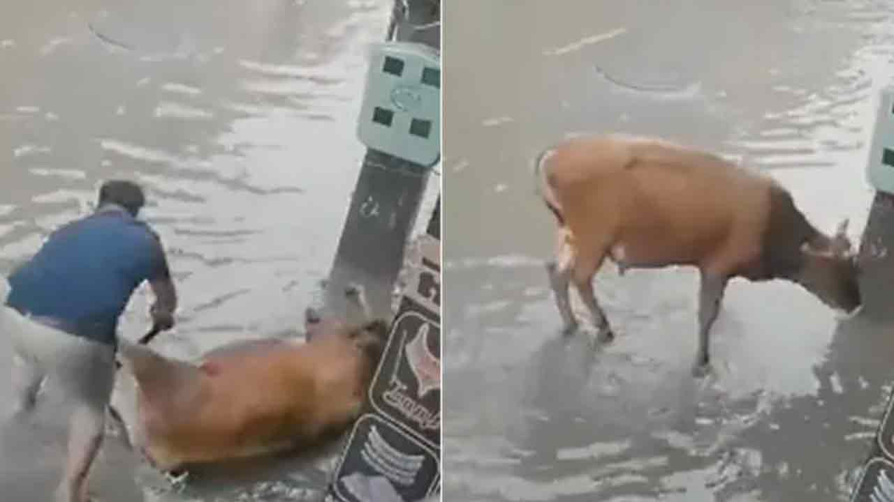 Viral Video:  మాన‌వ‌త్వానికి నిద‌ర్శ‌నం..క‌రెంట్ షాక్‌తో గిల‌గిలా కొట్టుకుంటున్న ఆవును ప్రాణాల‌కు తెగించి కాపాడాడు..!!