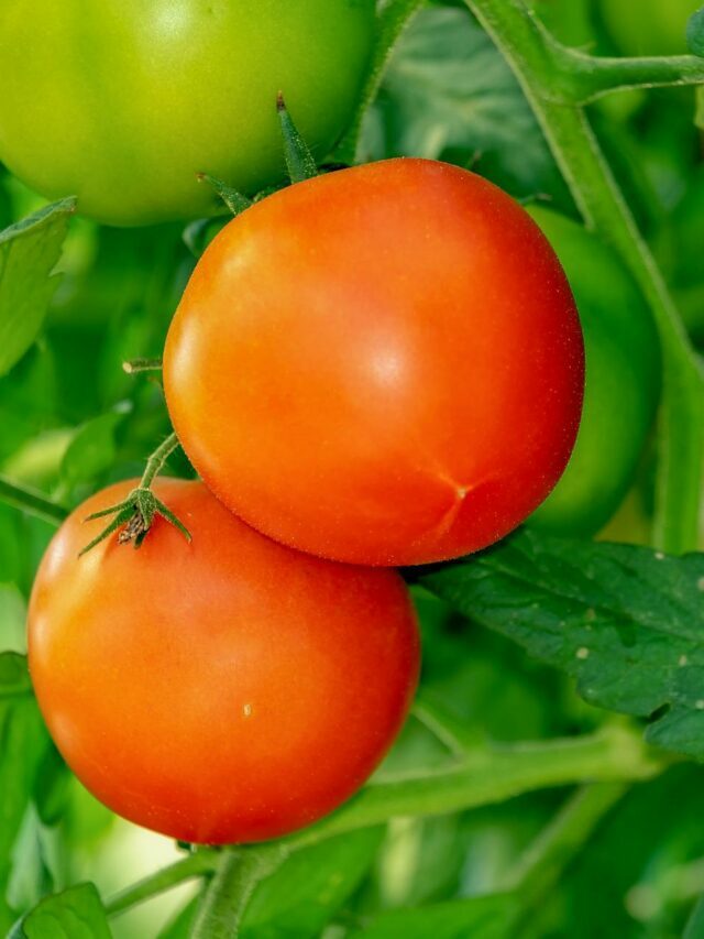 ట‌మాటా తింటే క‌లిగే లాభాలివే..