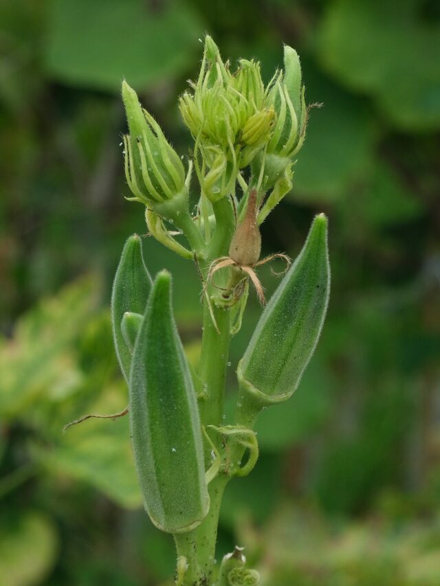 డ‌యాబెటిస్ ఉన్న‌వాళ్లు బెండ‌కాయ తినొచ్చా?