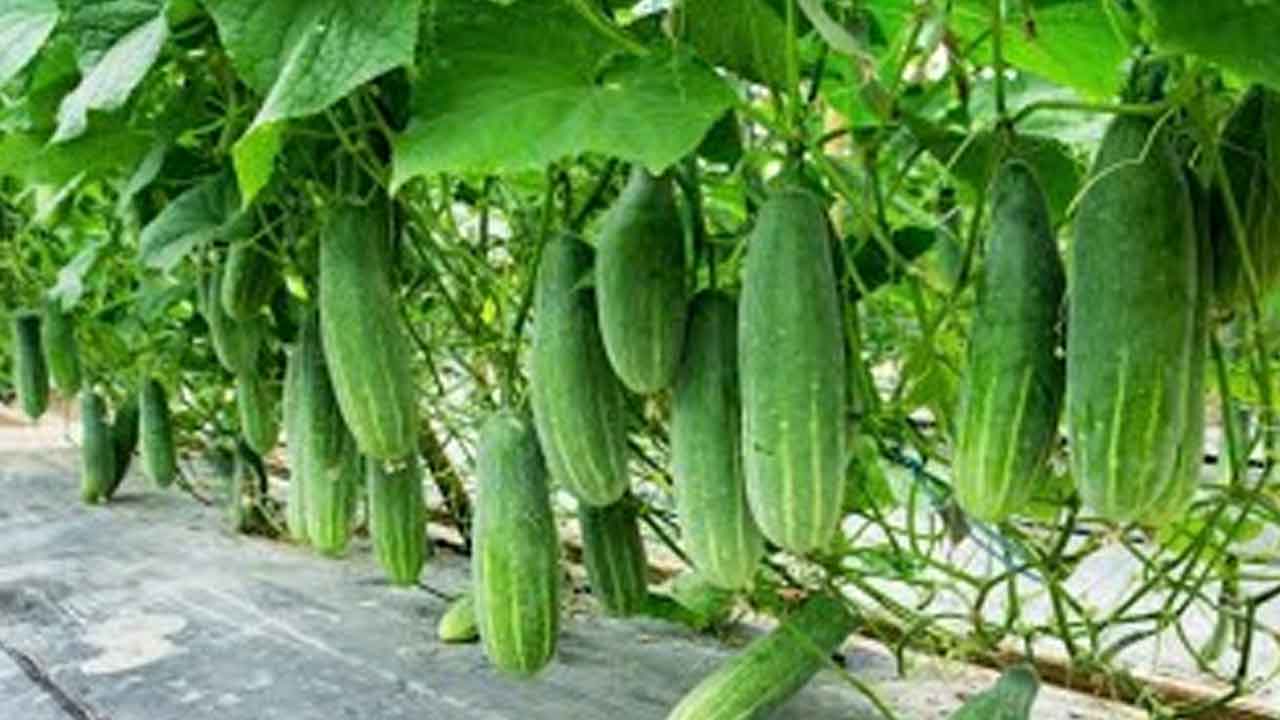 Cucumber | తక్కువ సమయంలో చేతికొచ్చే దోస