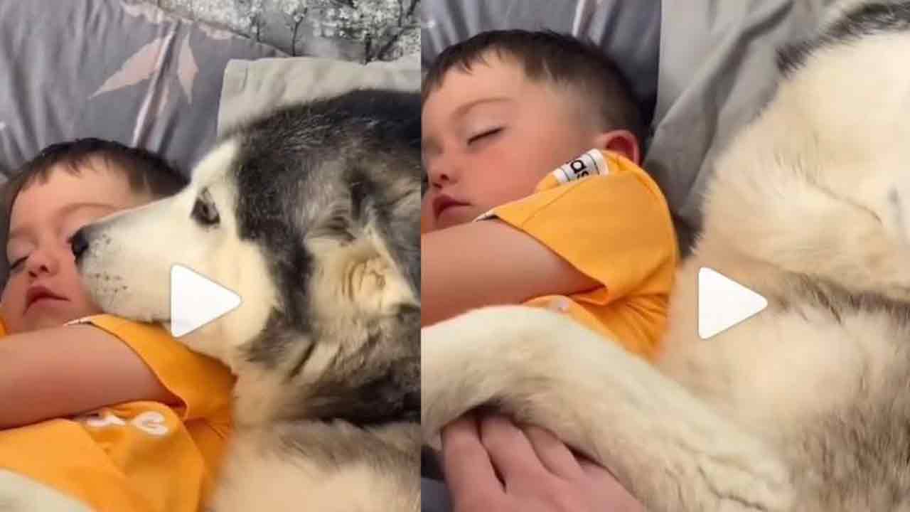 Viral Video: బాలుడికి సెక్యూరిటీగా పెంపుడు కుక్క‌.. ఎవ‌రైనా నిద్రాభంగం క‌లిగించాల‌ని చూస్తే..!!