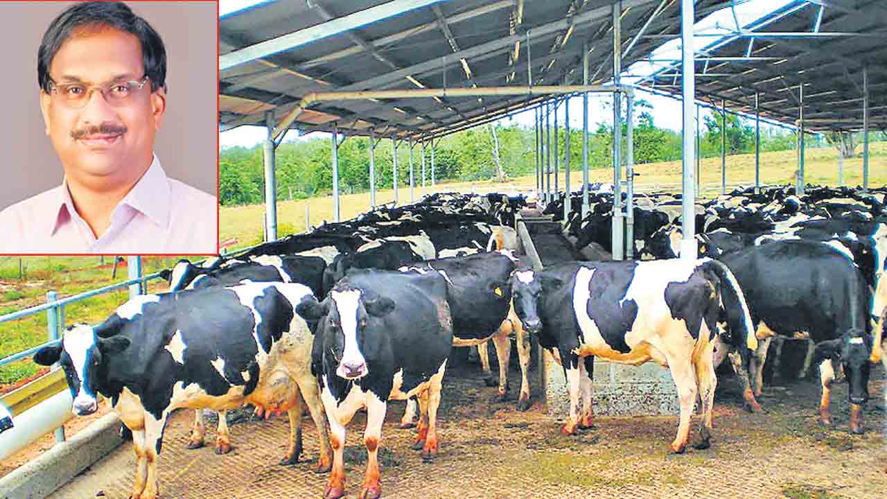 డెయిరీకి శరాఘాతమే!