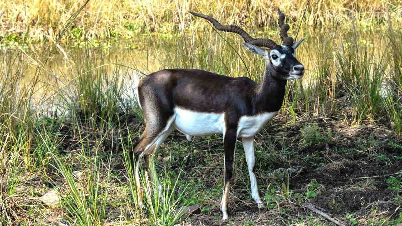 Nizamabad | తోడేళ్ల దాడిలో కృష్ణ జింక మృతి