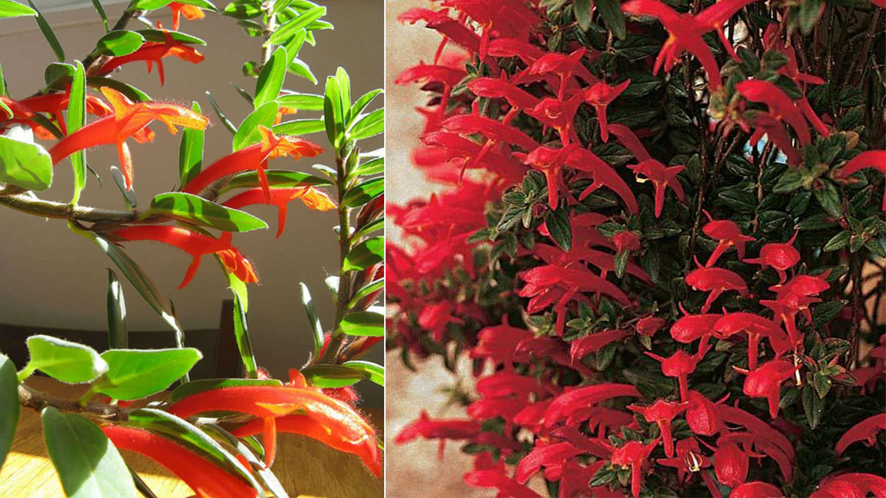 Dolphin Plant | డాల్ఫిన్లు చెట్ల మీద ఉండటం ఎప్పుడైనా చూశారా?