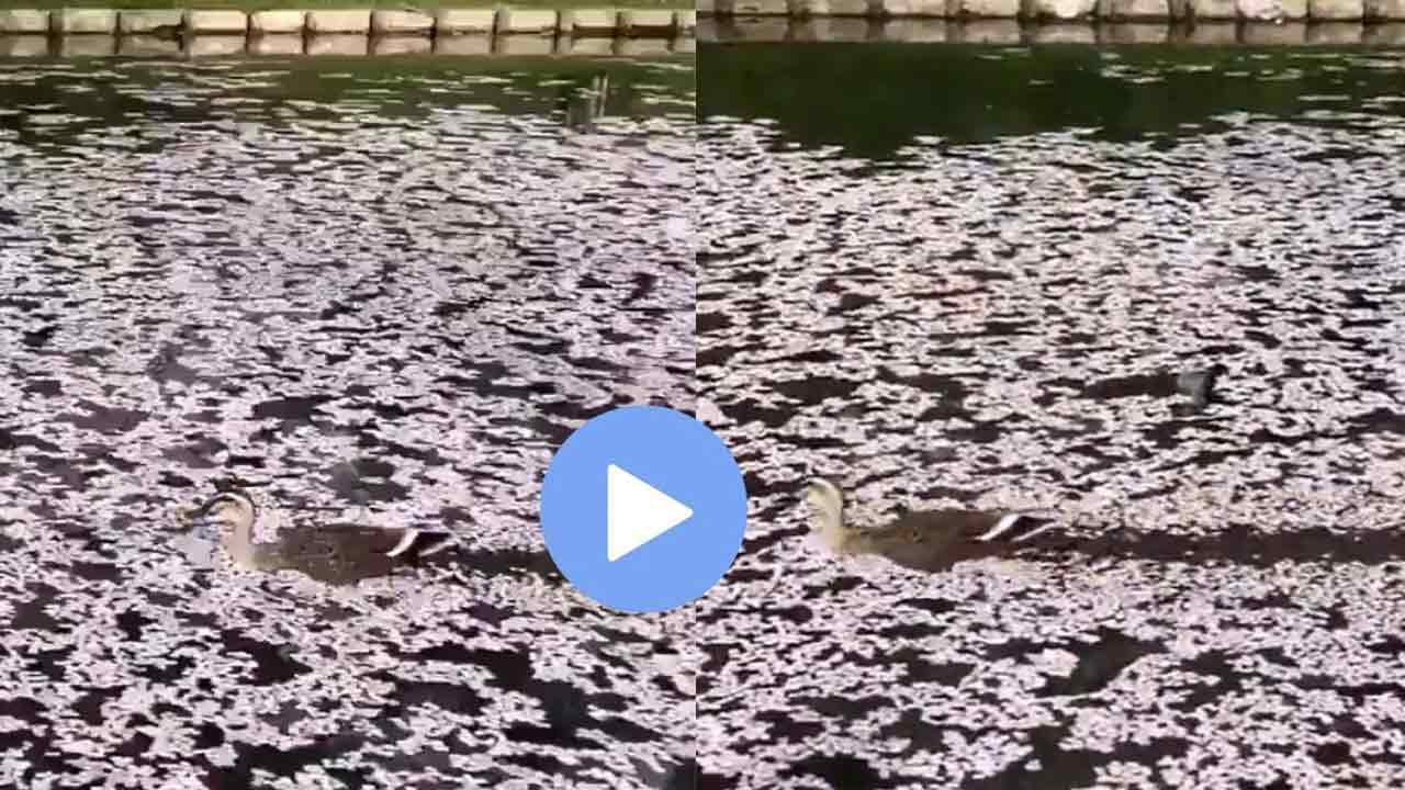 Viral video: పూల‌తో నిండిన చెరువులో ఈత‌కొడుతున్న బాతు..ఆహ్లాద‌క‌ర‌మైన వీడియో నెట్టింట చ‌క్క‌ర్లు!!