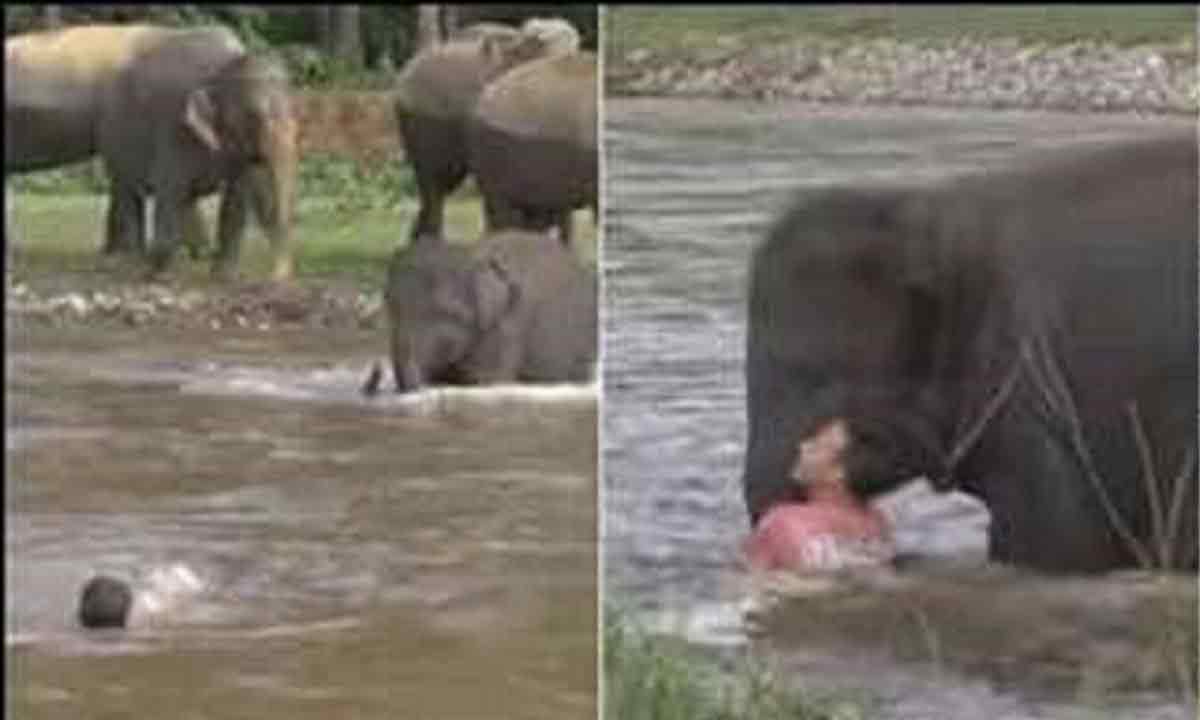 Viral Video: న‌దిలో మునిగిపోతున్న మ‌నిషిని ఏనుగు ఎలా కాపాడిందో చూడండి..!!