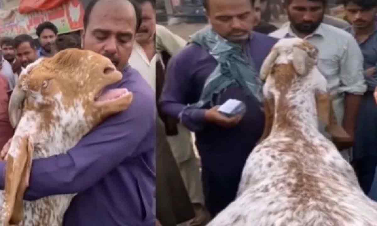 Viral Video: మూగ‌జీవాల‌కూ మ‌న‌సుంటుంది..త‌న‌ను అమ్మేస్తున్నాడ‌ని య‌జ‌మానిని ప‌ట్టుకొని మేక ఎలా ఏడ్చిందో చూడండి!!