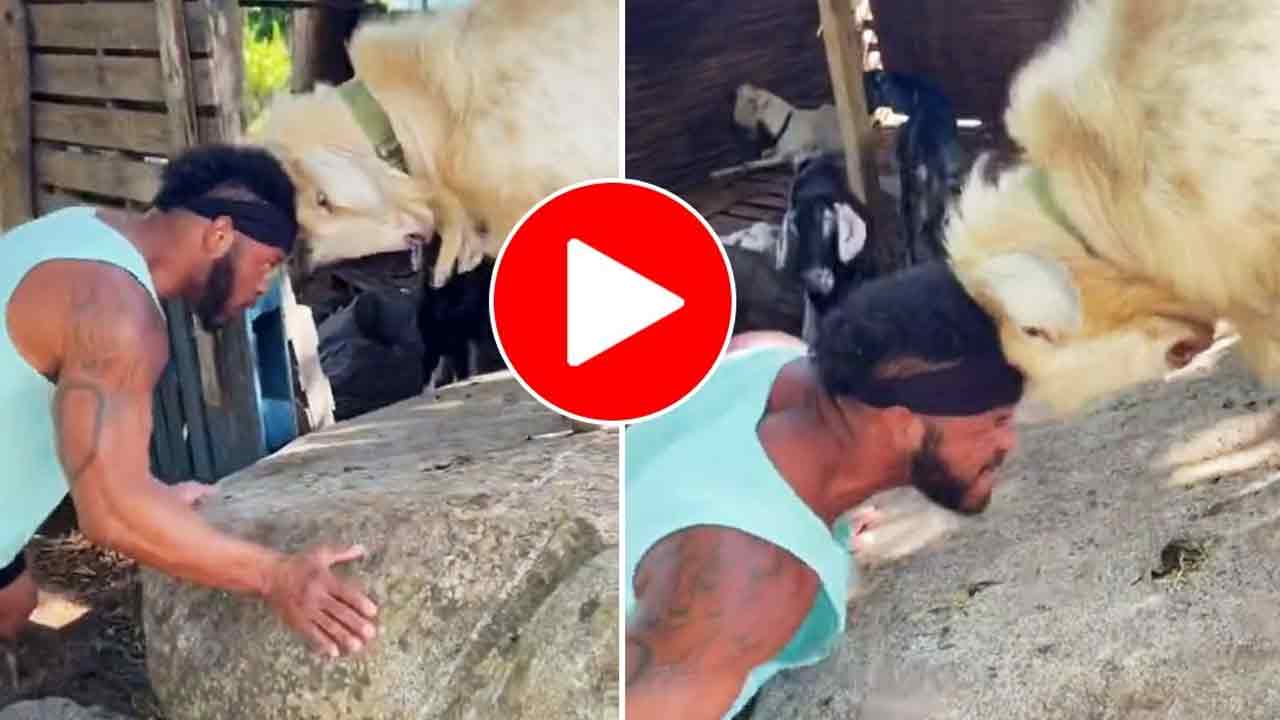 Viral Video: ఇదోర‌కం ఫిట్‌నెస్ ట్రైనింగ్‌.. మేక‌పోతుతో మ‌నిషి ఢీ!!