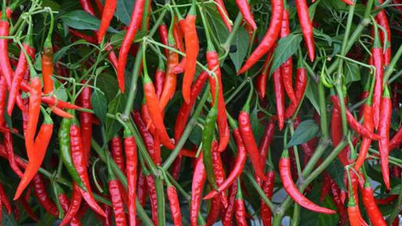 Herbal medicine |హెర్బల్ మందులతో మిరపలో వైరస్‌కు చెక్ ఇలా..!