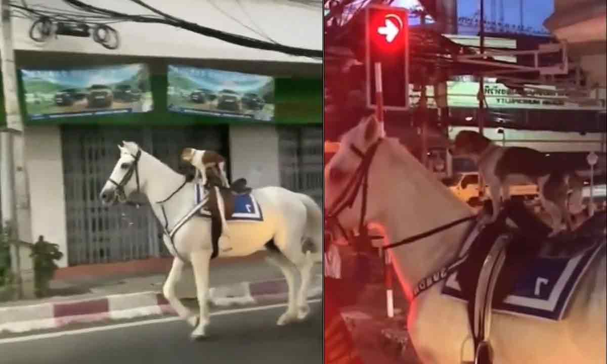 Viral Video:  మ‌నుషుల‌కంటే నేనేం త‌క్కువ‌.. న‌గ‌రంలో గుర్ర‌పుస్వారీ చేస్తున్న కుక్క‌పిల్ల‌!!