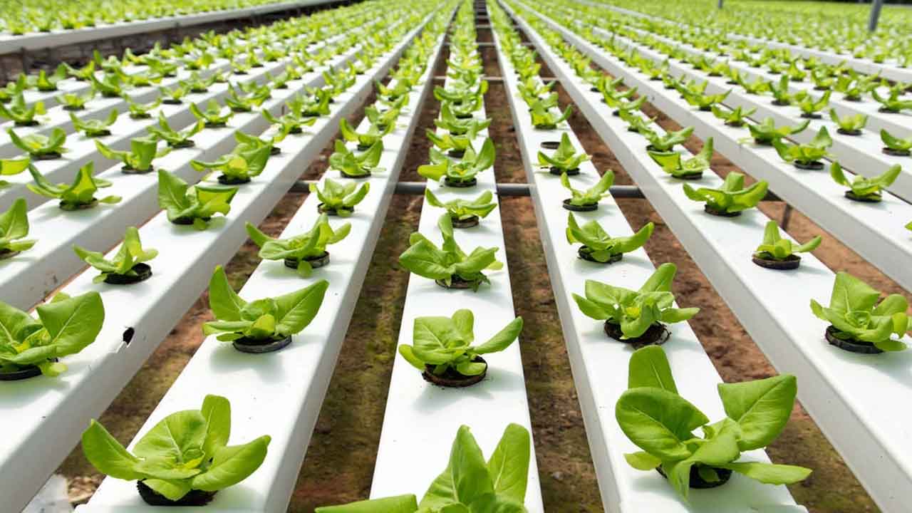 hydroponics | హైడ్రోఫోనిక్స్ విధానంలో తాజా ఆకుకూరల సాగు