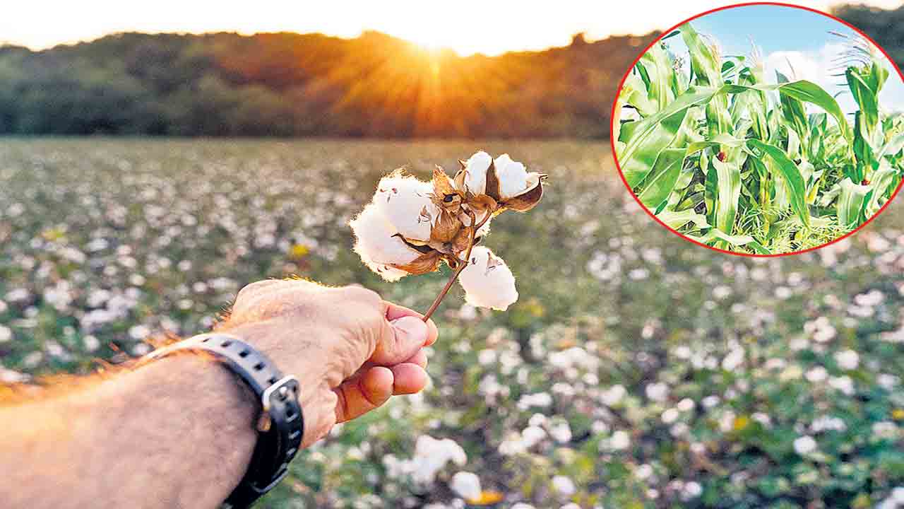 సమ్మిళిత సాగు..