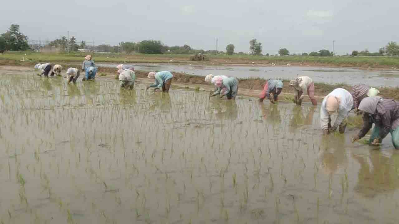 జోరందుకున్న సాగు