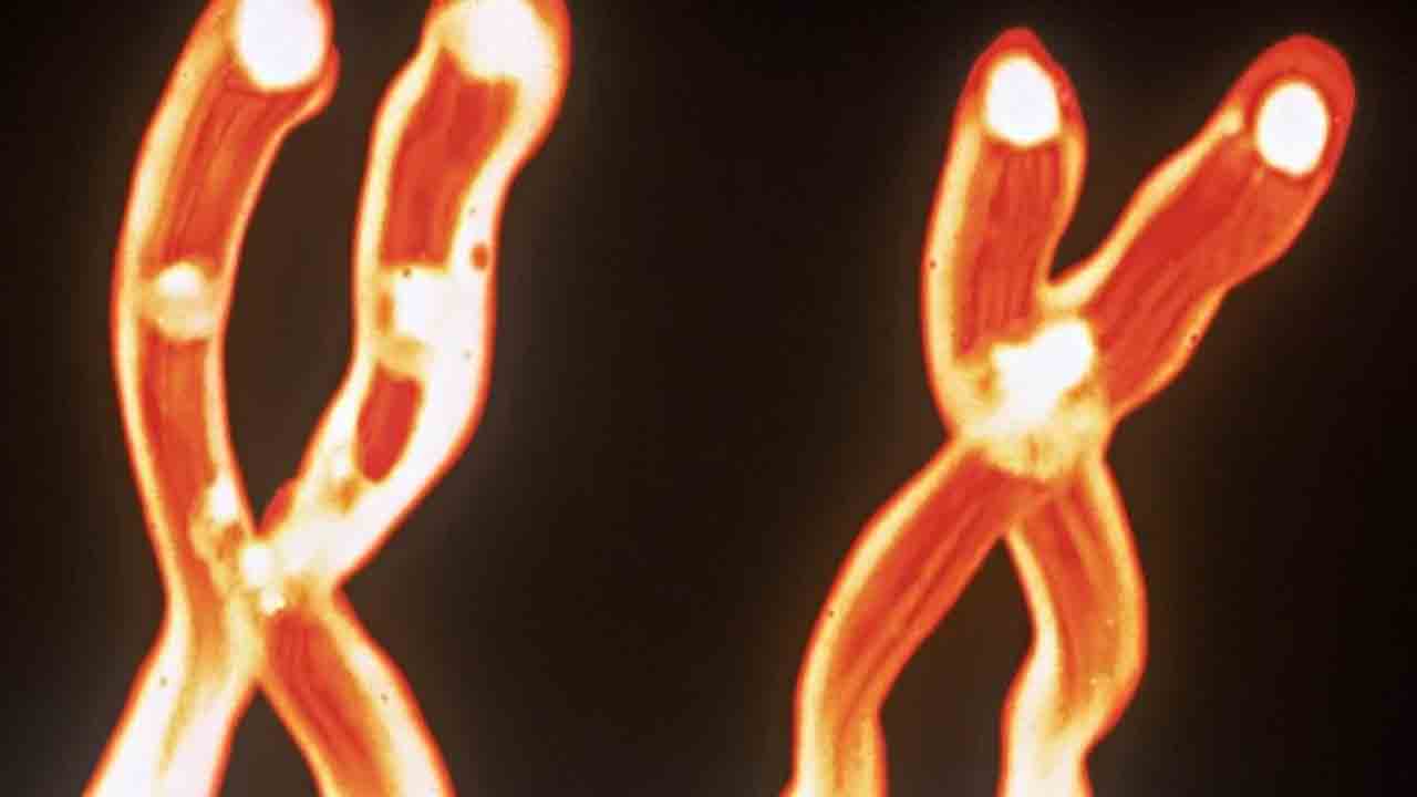 వయసు పెరుగుతున్నకొద్దీ.. పురుషుల్లో ‘వై’ క్రోమోజోమ్‌ల క్షీణత