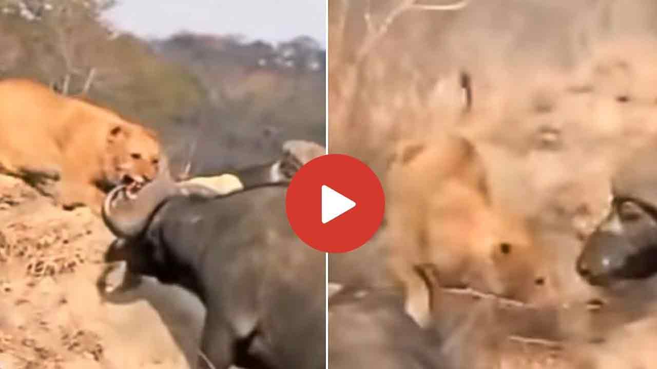 Viral Video: సింహంతో బ‌ర్రెల ఢీ.. చివ‌రికి ఎవ‌రు గెలిచారంటే?