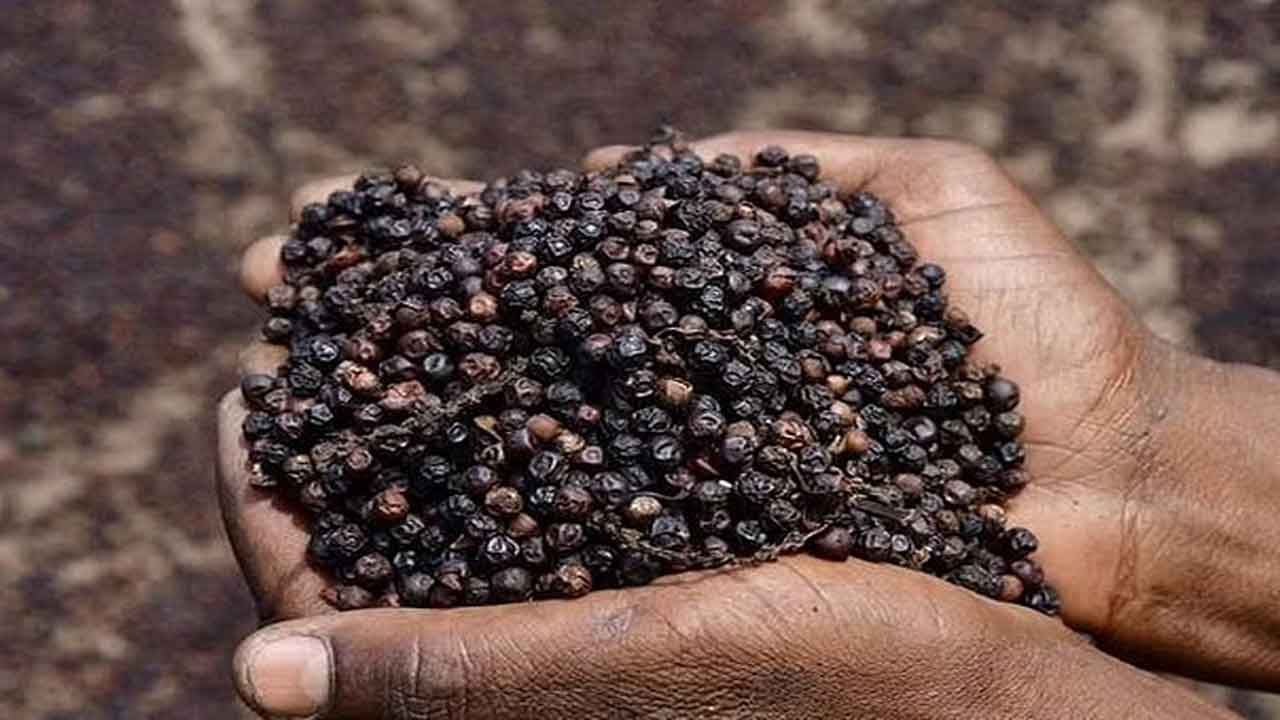 Black pepper | మిరియాలతో బరువు ఎలా తగ్గవచ్చంటే..?