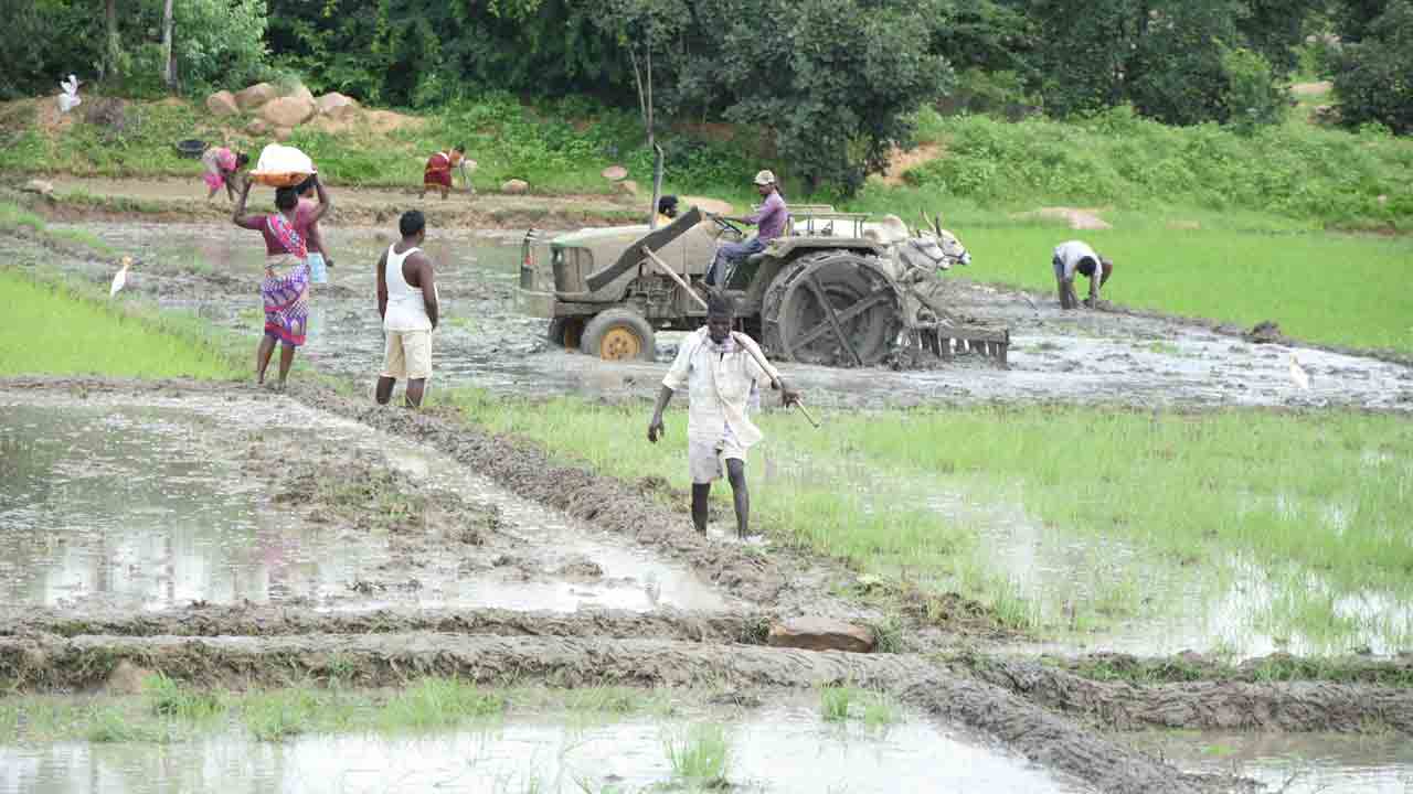 సంబురంగా సాగు