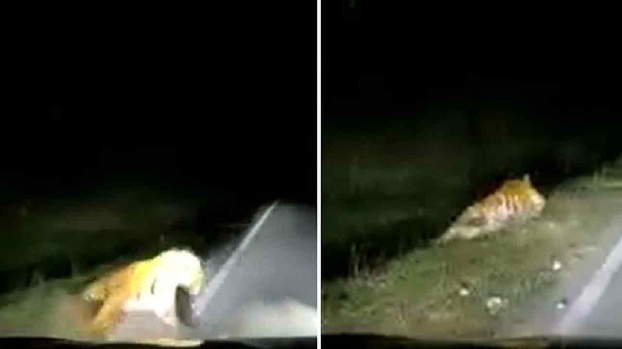 Viral Video: చీక‌ట్లో అక‌స్మాత్తుగా రోడ్డుపైకి వ‌చ్చిన పులి.. వాహ‌నం ఢీకొడితే ఎంత‌దూరం ఎగిరిప‌డిందో చూడండి..!!