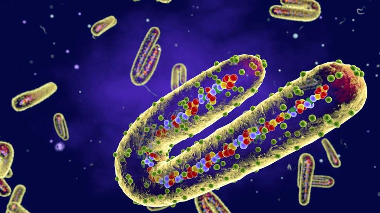 Marburg Virus | ఈ వైర‌స్‌ సోకితే.. 8 రోజుల్లోనే రక్తస్రావంతో ప్రాణాలు కోల్పోతారు!
