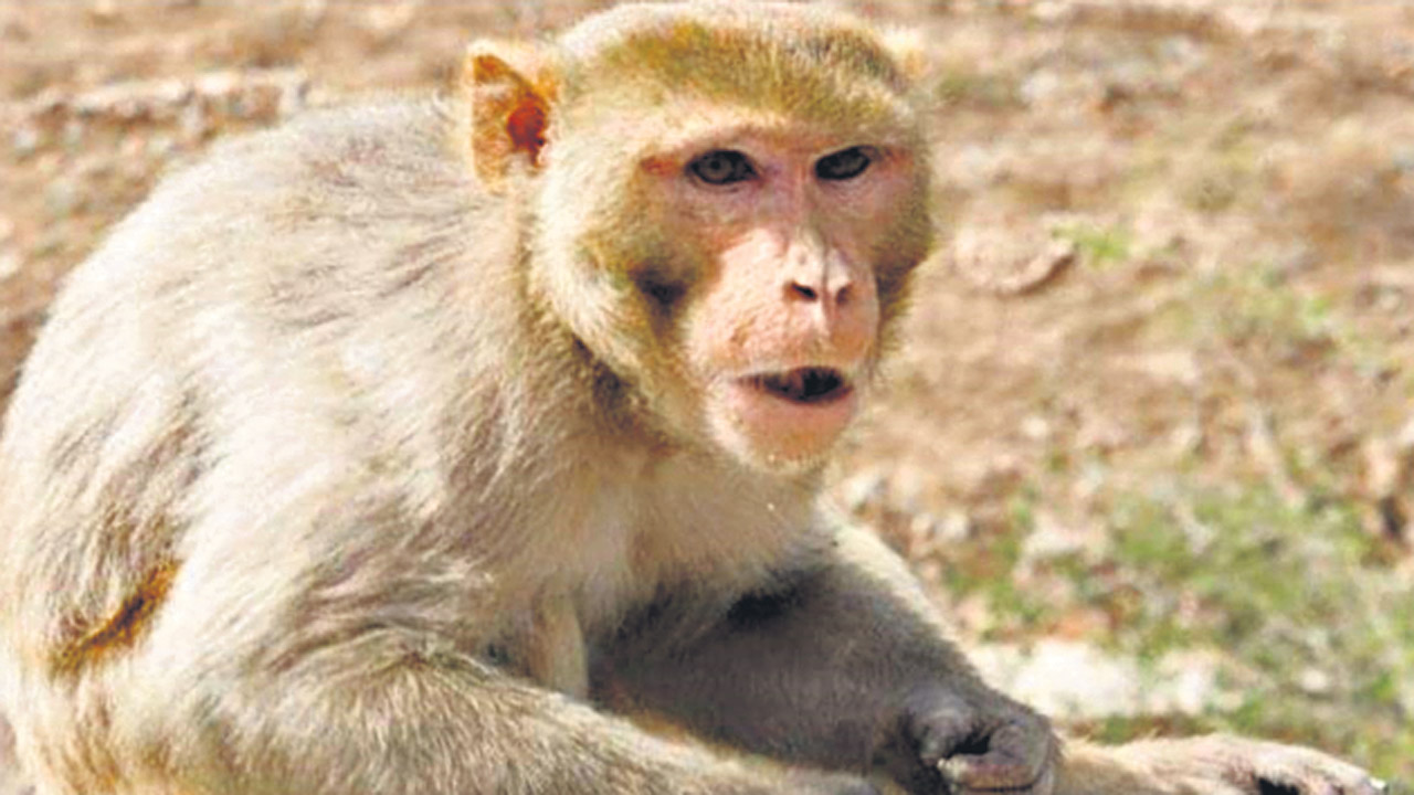 పసికందును బిల్డింగ్‌ పైనుంచి పడేసిన కోతి