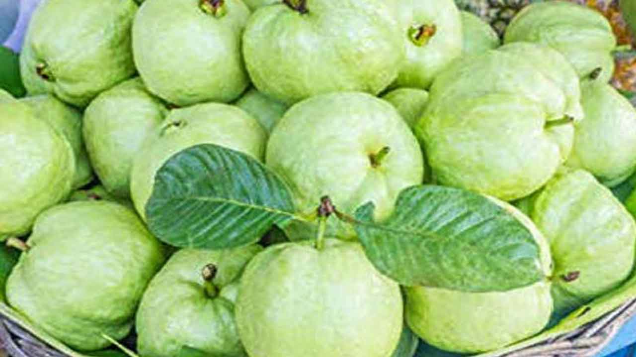 Thai Guava | సిరుల పంట థాయ్‌ జామ