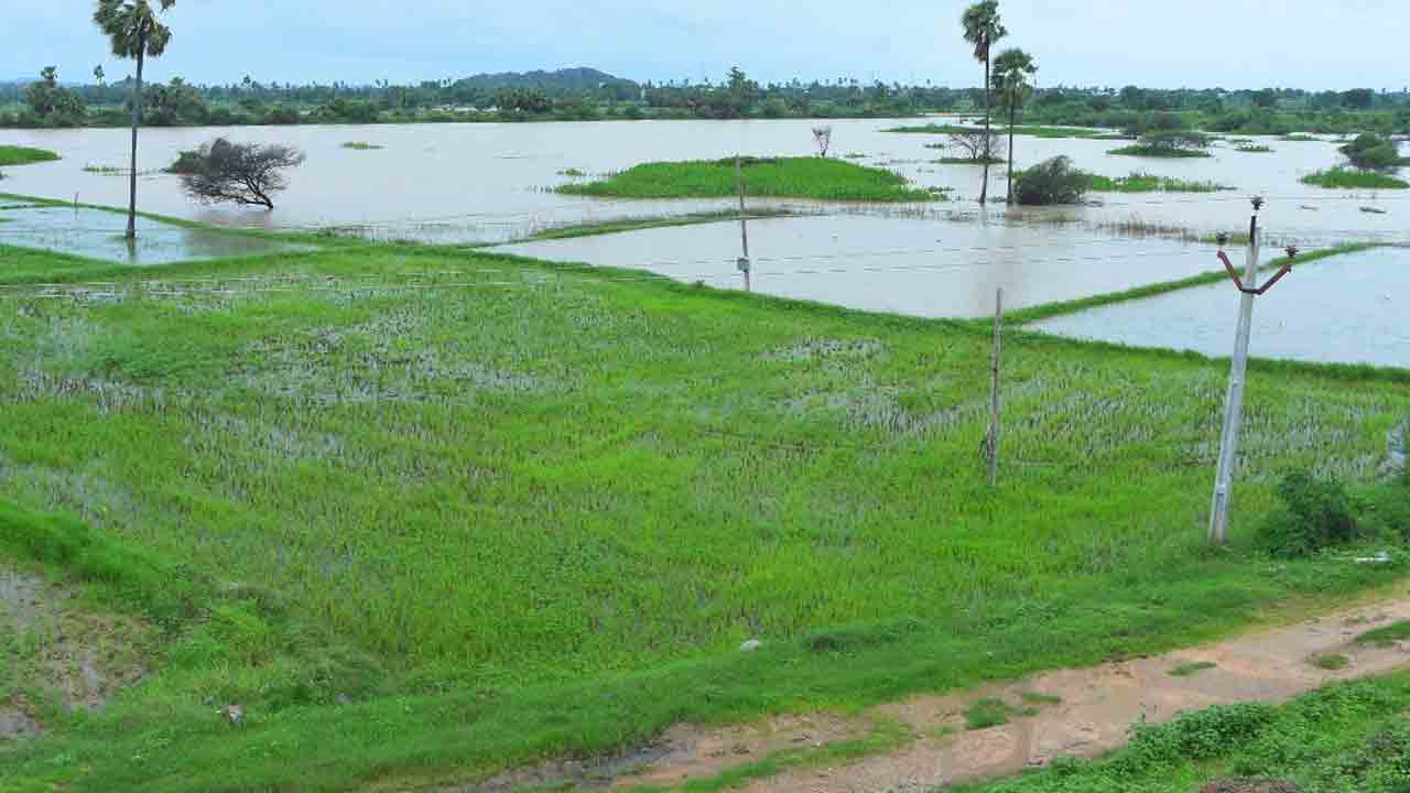నిజామాబాద్ జిల్లాలో 49 వేల ఎకరాల్లో పంట నష్టం