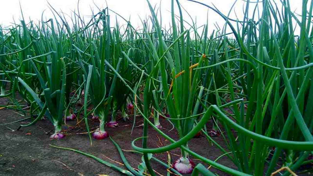 Onion cultivation | ఉల్లి సాగులో తీసుకోవాల్సి జాగ్రత్తలు