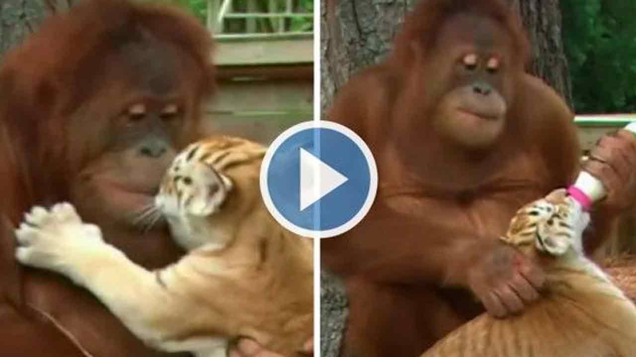 Viral Video:  పులి పిల్లలను దత్తత తీసుకున్న ఒరెంగుటాన్.. వాటికి ఎలా పాలు పడుతుందో చూడండి..!
