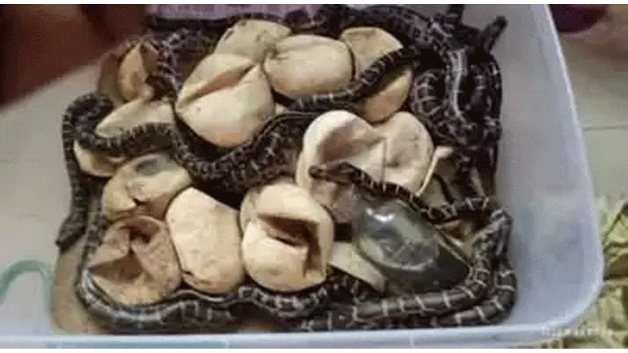 కంటిరెప్ప‌లా కాపాడుతూ బుల్లి కొండ‌చిలువ‌ల‌కు ప్రాణం పోశాడు!